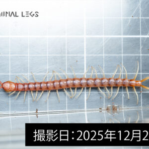 ペルビアンジャイアントセンチピード（幼体） | Terminal Legs