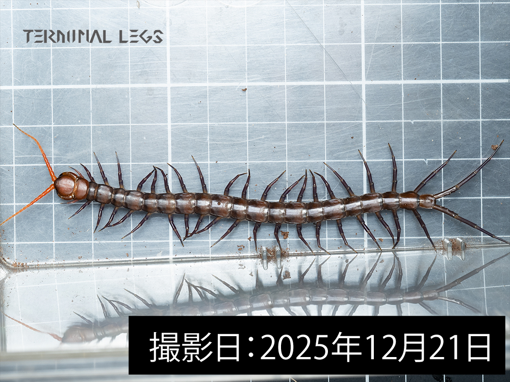 スラウェシレットデビル幼体2025年12月21日_0