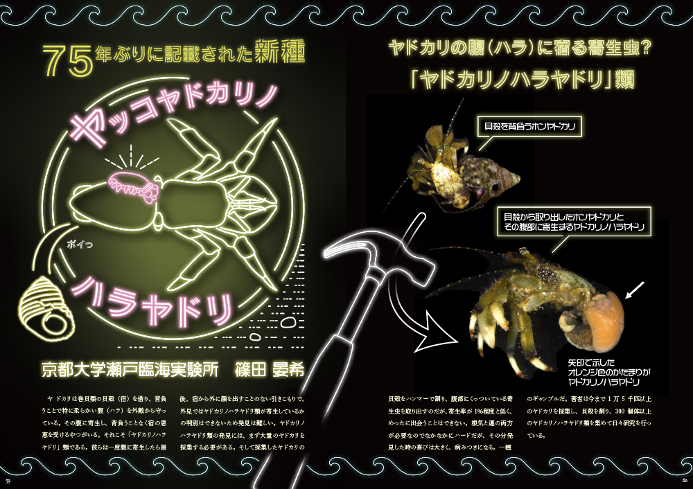 75年ぶりに記載された新種 ヤッコヤドカリノハラヤドリ-1