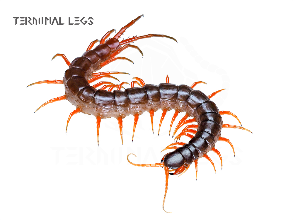 Scolopendra-spinosissima_202511_W