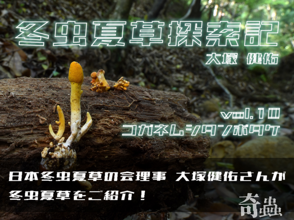 冬虫夏草探索記014