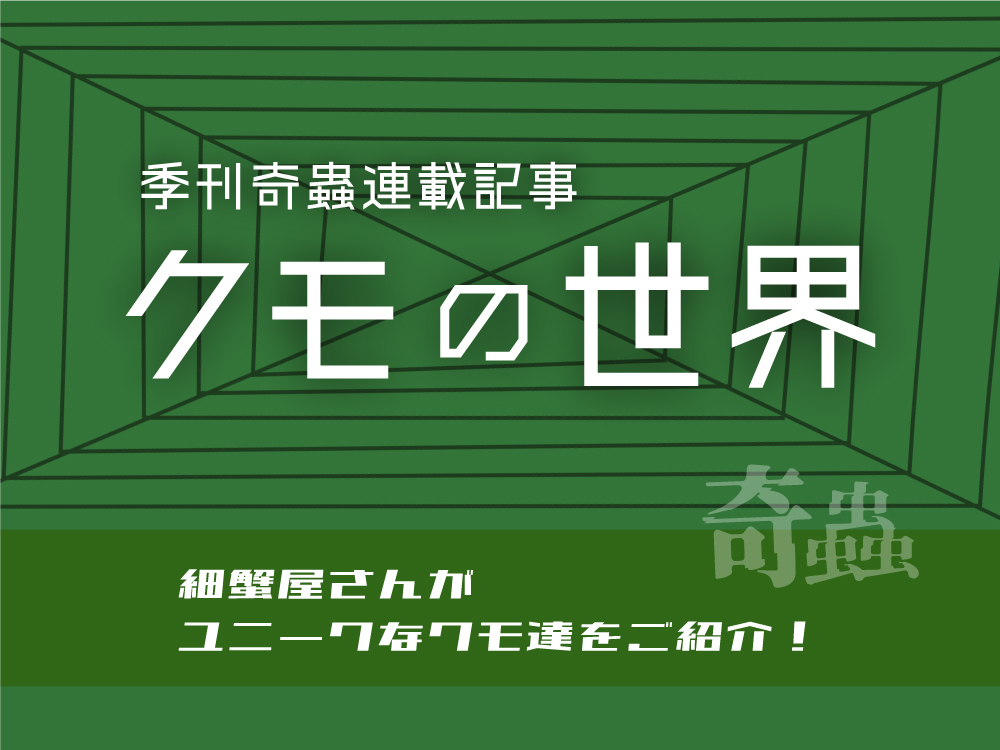 汎用_クモの世界