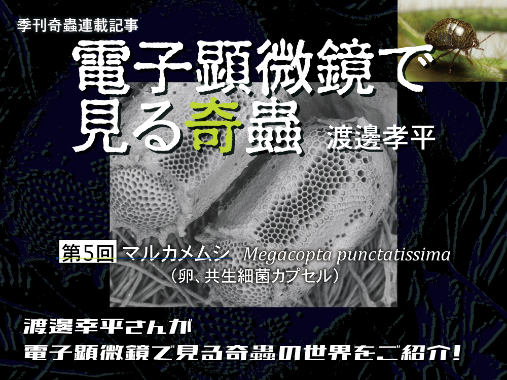 電子顕微鏡で見る奇蟲