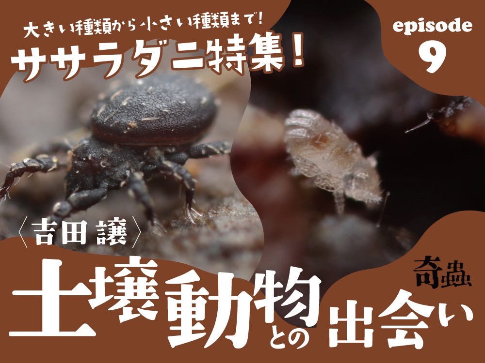 土壌動物との出会い